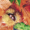 Marrons, Cr�mes et Pur�es de Chataigne bio