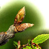 Gemmo Phyto