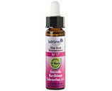 Fleur de bach Gnavelle n� 17 (Scleranthus n�28)