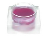 Gloss � l�vres n�6 Bordeaux - Sant�