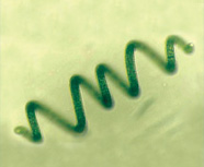 Micro algue spiruline
