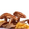 Champignons bio