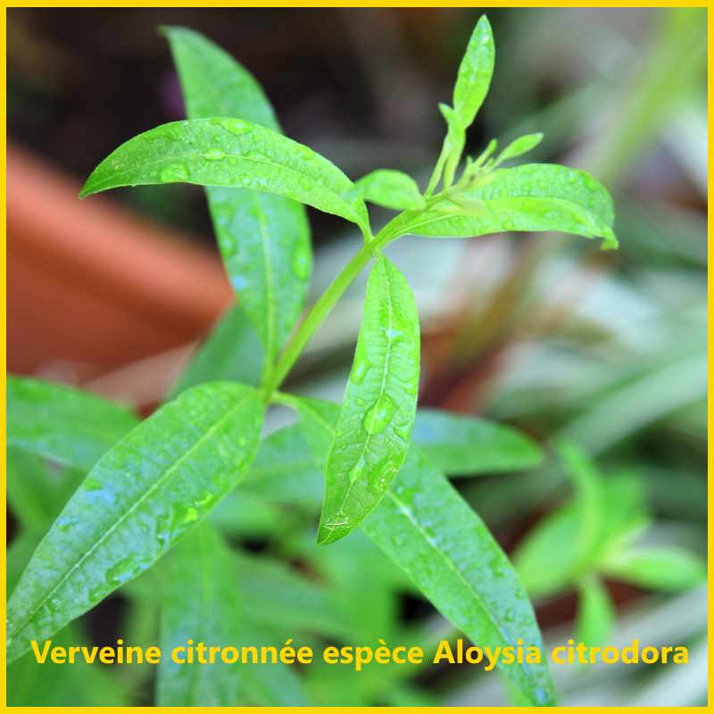 La verveine odorante s'appelle aussi la verveine citronnée ou la verveine citronnelle